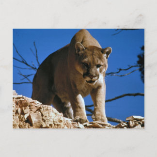 Cougar (Puma Concolor) Photography Postcard
