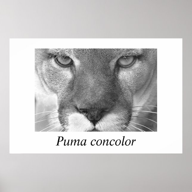 Cougar- Puma concolor Poster (Front)