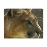 Cougar Puma Postcard