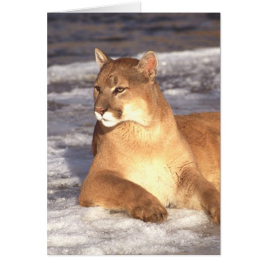 Cougar Rest Cards (Front)