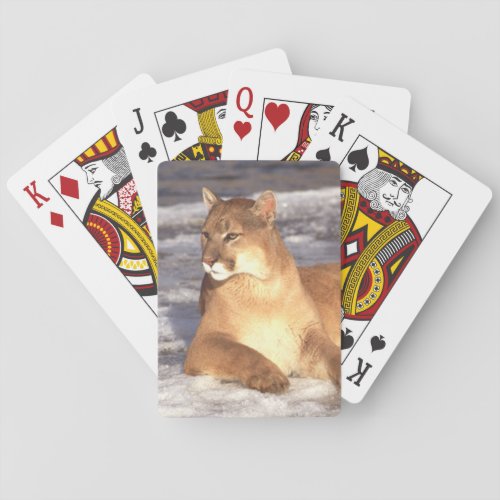 Cougar Rest Poker Cards