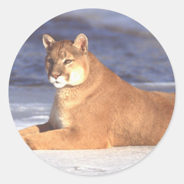 Cougar Resting Classic Round Sticker (Front)