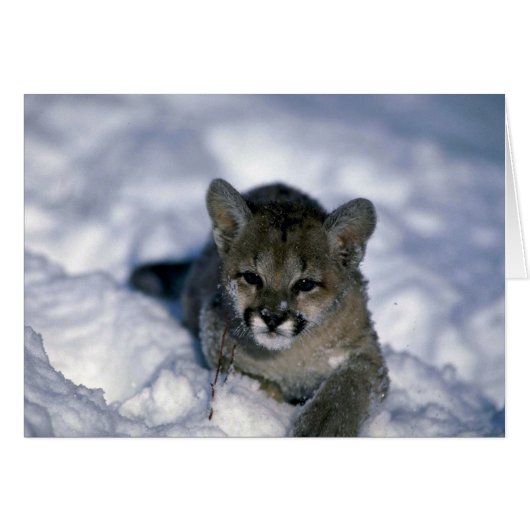 Cougar-small cub on snow (Front Horizontal)