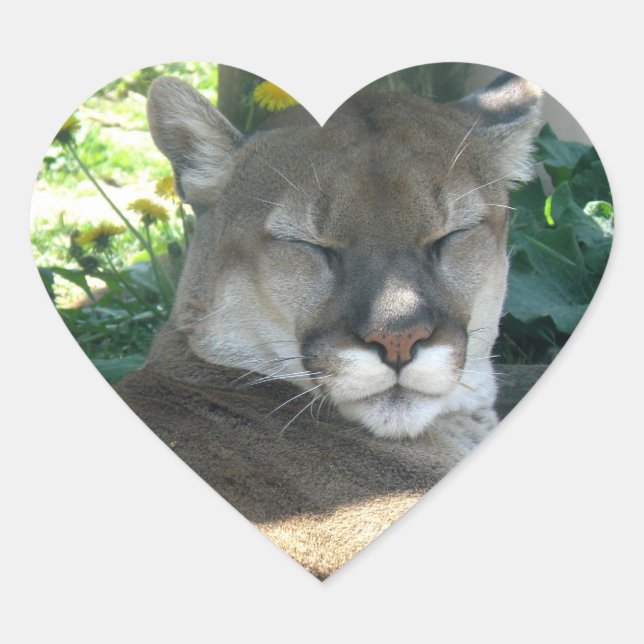 Cougar Sticker (Front)