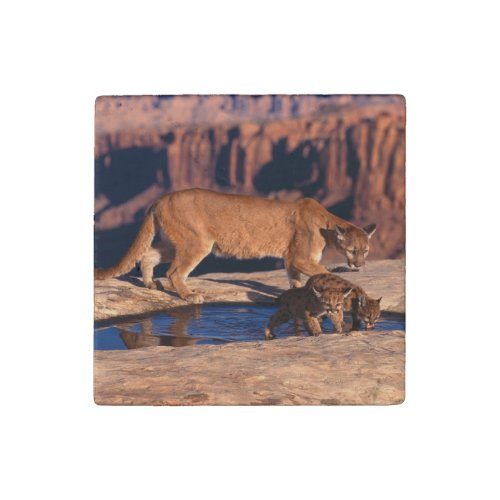 Cougar Stone Magnet