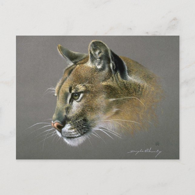Cougar study postcard (Front)