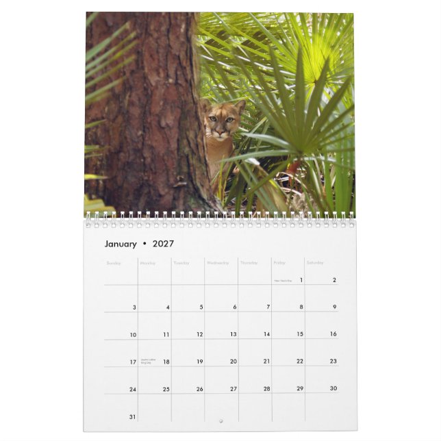 Cougars Calendar, Cougars/Mountain Lions Calendar (Jan 2027)