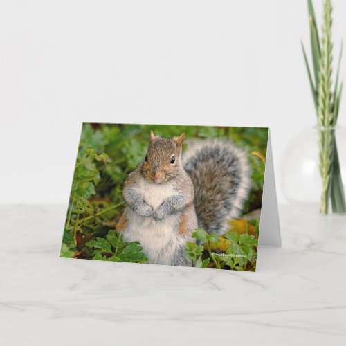 Could You Spare a Peanut Asks this Squirrel Holiday Card