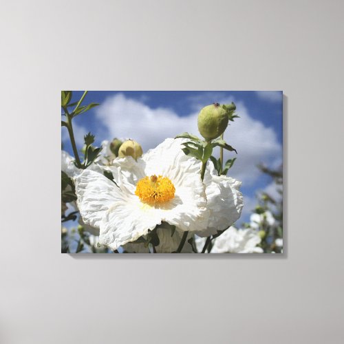 Coulters Matilija Poppies Canvas Print