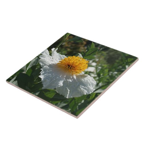 Coulters Matilija Poppy Ceramic Tile