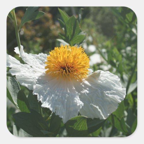 Coulters Matilija Poppy Sticker