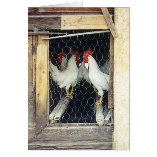 Count yer chickens cards (Front)