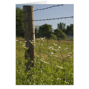 Country Barbed Wire Fence Post and Wildflowers