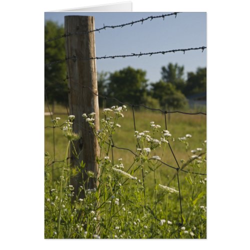 Country Barbed Wire Fence Post and Wildflowers