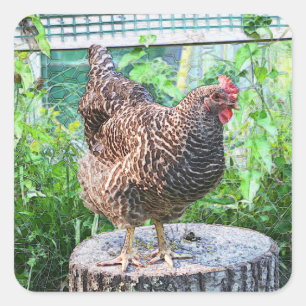 Country Chicken Stickers