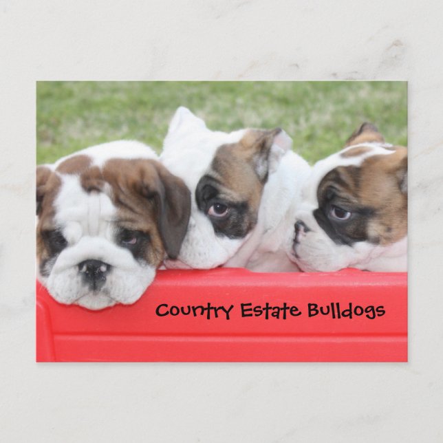 Country Estate Bulldogs Puppy Wagon Postcard (Front)