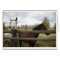 COUNTRY LANDSCAPES