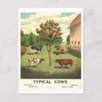 Country Life "Typical Cows" Vintage Lithograph