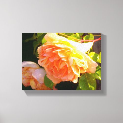 Country Peach Roses Canvas Print