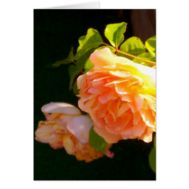 Country Peach Roses Cards (Front)
