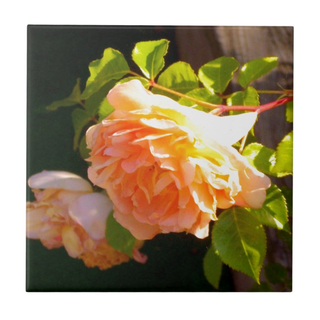 Country Peach Roses Ceramic Tile (Front)