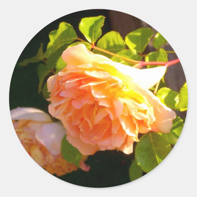 Country Peach Roses Classic Round Sticker (Front)