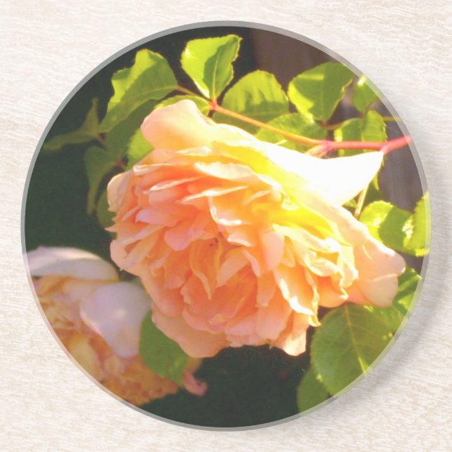 Country Peach Roses Drink Coaster (Front)