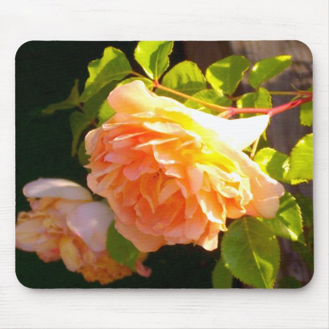Country Peach Roses Mouse Pad (Front)
