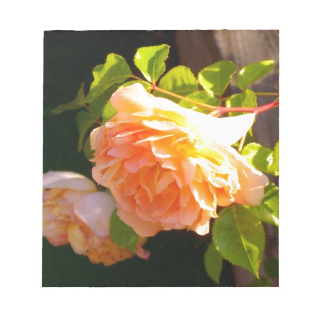 Country Peach Roses Notepad (Front)