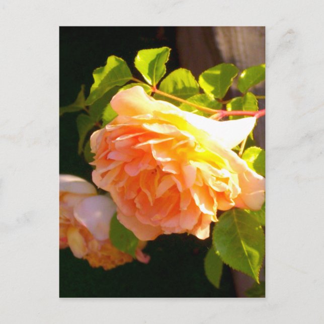 Country Peach Roses Postcard (Front)
