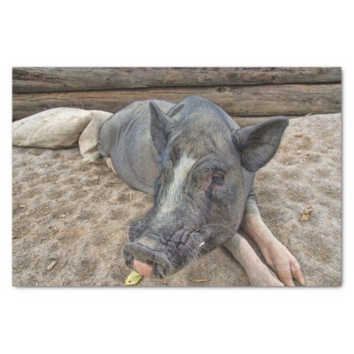 Country Pig Farm Animal Tissue Paper