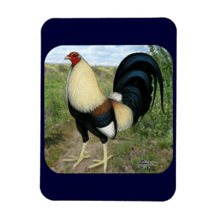 Country Road Gamecock Magnet