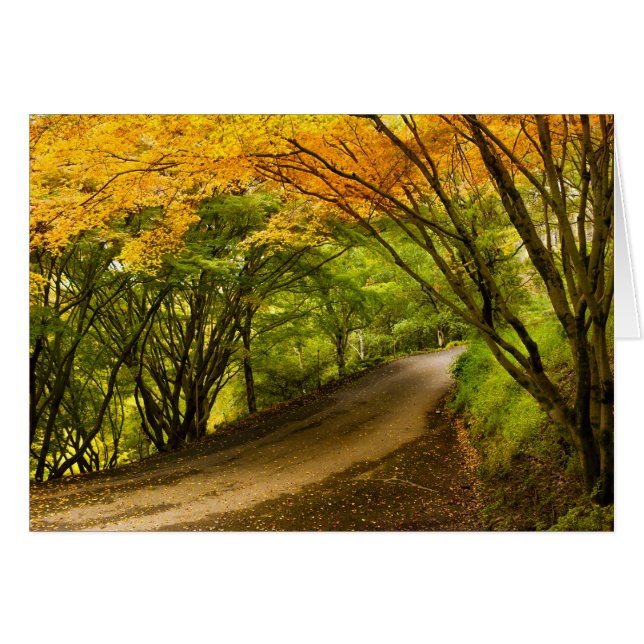 Country Road in the Fall Cards (Front Horizontal)