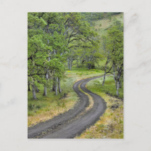 Country road through trees, Oregon Postcard