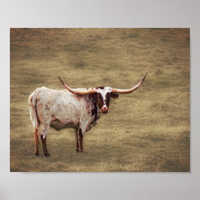 Country Rustic Photography Highland Cow  Poster (Front)