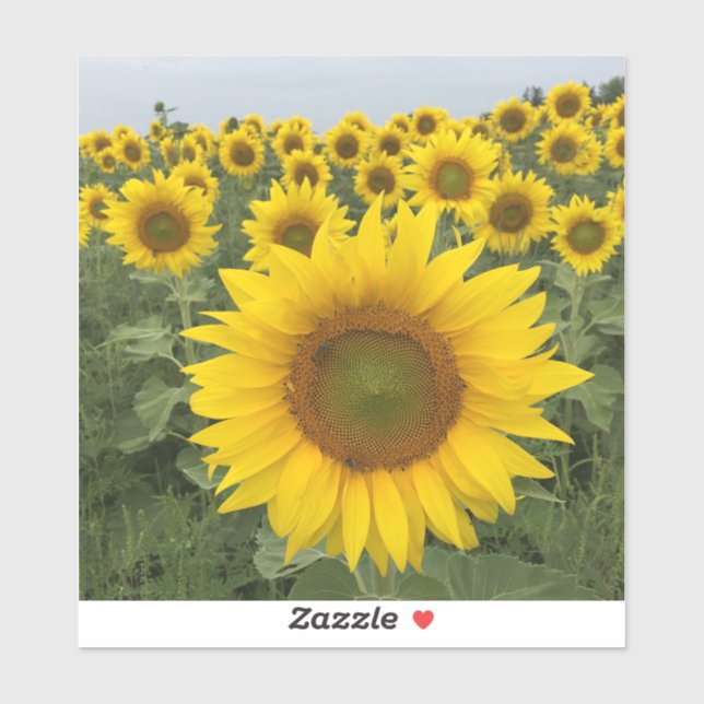 Country Rustic Yellow Sunflowers Harvest Sticker (Sheet)
