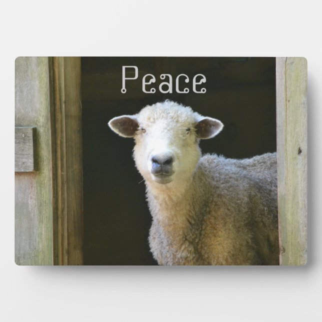 Country Sheep Plaque (Front)