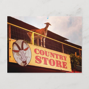 country store goat on the roof postcard