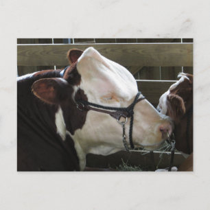 County Fair Cow Postcard