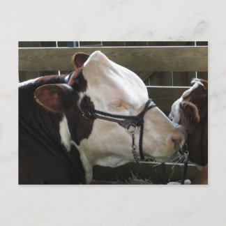 County Fair Cow Postcard