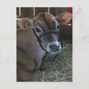 County Fair Cow Postcard
