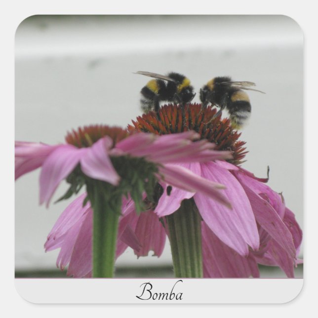 couple of bumblebees on coneflower  square sticker (Front)