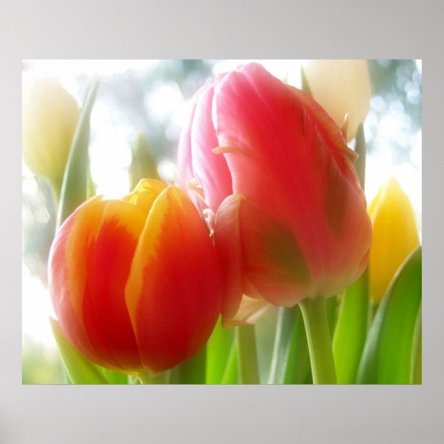 couple tulips print & poster (Front)