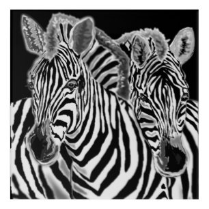 Couple Zebra Acrylic Print