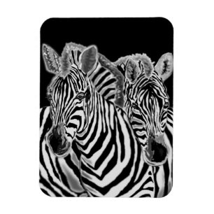 Couple Zebra Magnet