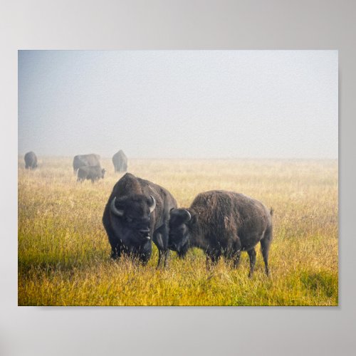 Courting Bison in Yellowstone Poster
