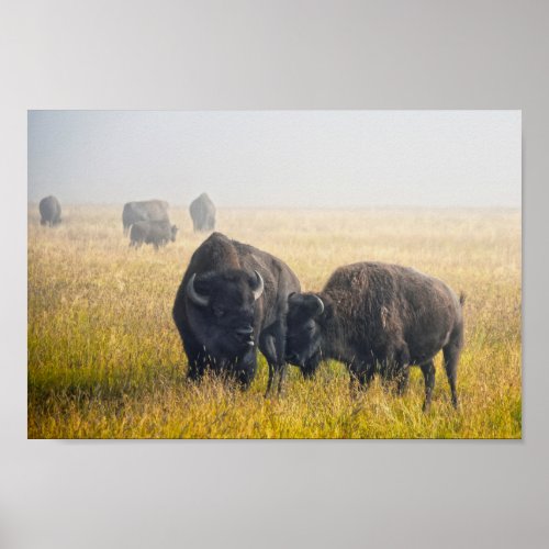 Courting Bison in Yellowstone Poster
