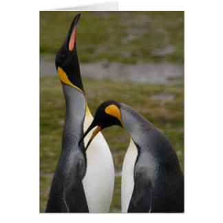 Courting King Penguins Cards