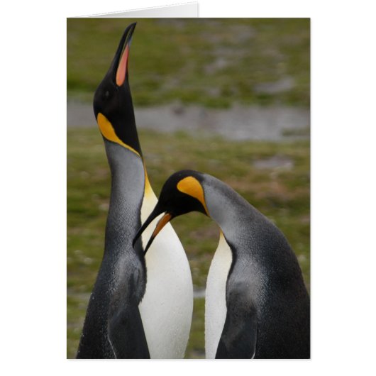 Courting King Penguins Cards (Front)
