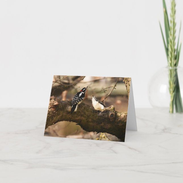 "Courtship" (Downy Woodpeckers) - Blank Note Card (Front)